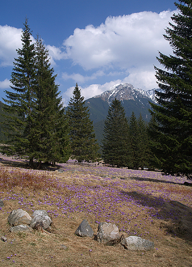 Tatry. Dolina Chochoowska.