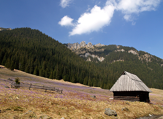 Tatry. Dolina Chochoowska. Widok z Polany Chochoowskiej na Mnichy Chochoowskie.