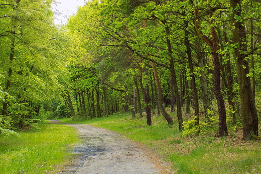 Puszcza Kampinoska