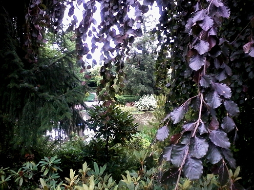 arboretum wojsawice