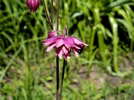 W ogrodzie botanicznym...