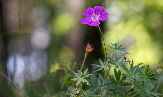 Bodziszek czerwony, b. krwisty Geranium sanguineum L.