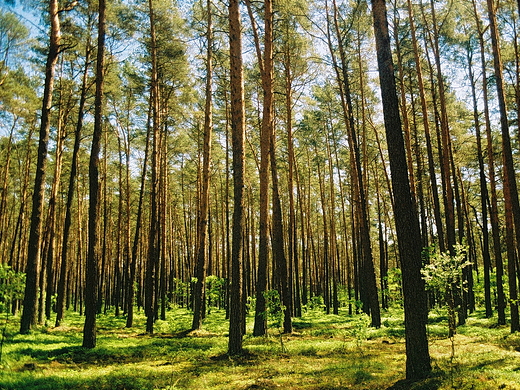 Puszcza Kampinoska