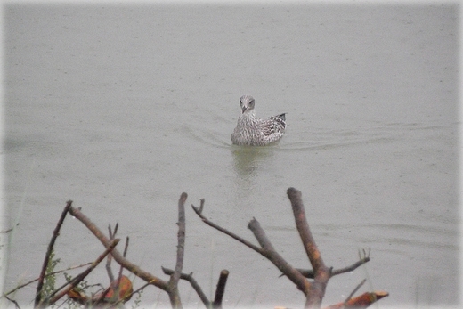 Kaszubska fauna