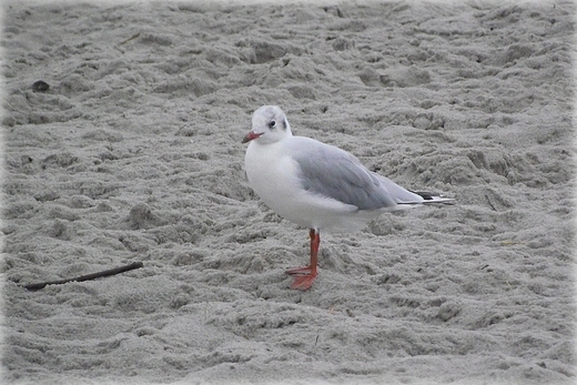 Kaszubska fauna