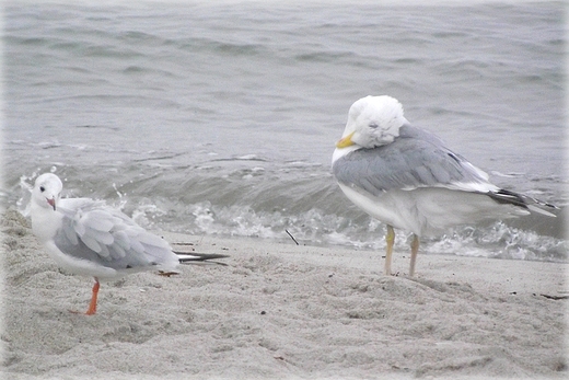 Kaszubska fauna