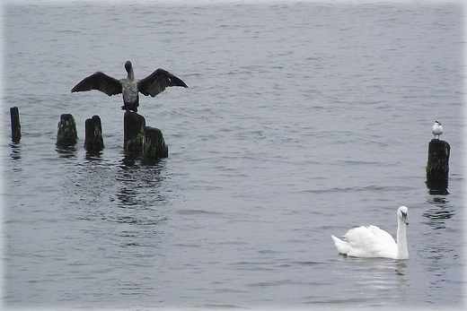 Kaszubska fauna