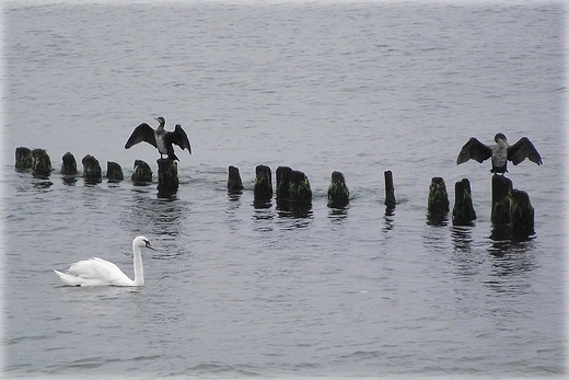 Kaszubska fauna