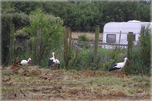 Kaszubska fauna