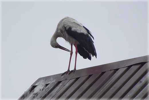 Kaszubska fauna