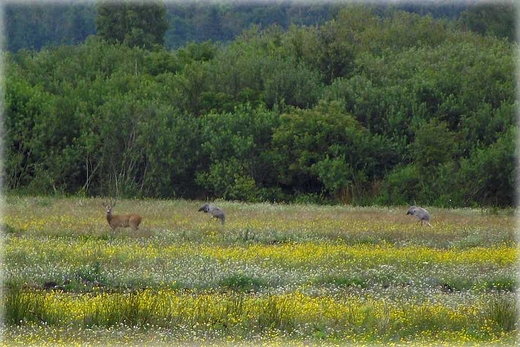 Kaszubska fauna