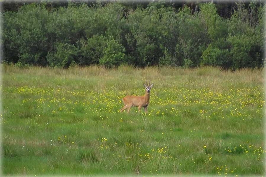 Kaszubska fauna