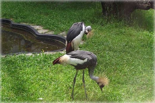 Kaszubska fauna