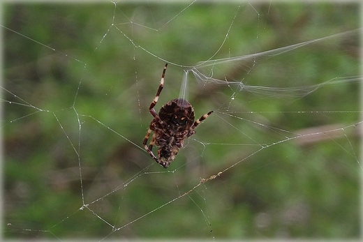 Kaszubska fauna