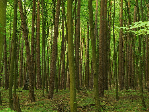 Puszcza Kozienicka