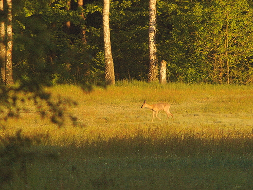 Puszcza Kampinoska