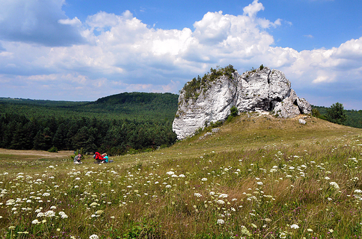 Mirw. Ostace skalne.