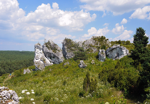 Mirw. Ostace skalne.