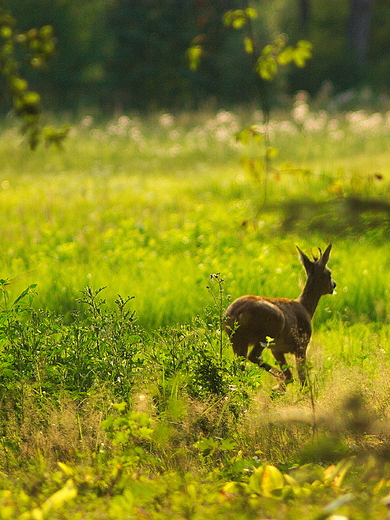 Puszcza Kozienicka