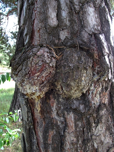 Drzewo z piersiami