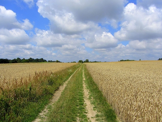 Podlubelskie pola i ki