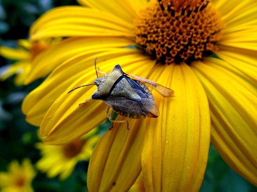 Hemiptera