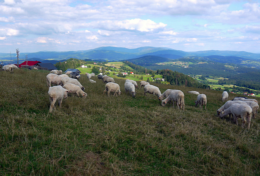 Wypas owiec na Ochodzitej.