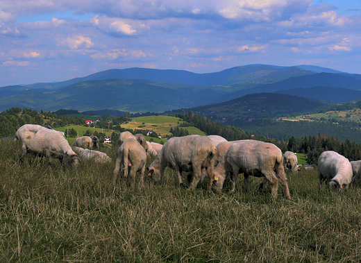 Wypas owiec na Ochodzitej.