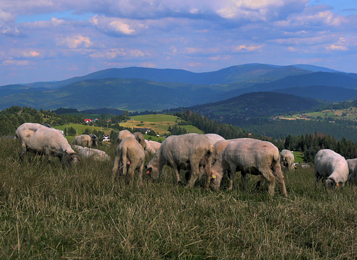 Wypas owiec na Ochodzitej.