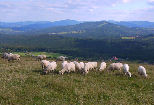 Wypas owiec na Ochodzitej.