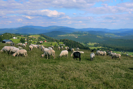 Wypas owiec na Ochodzitej.