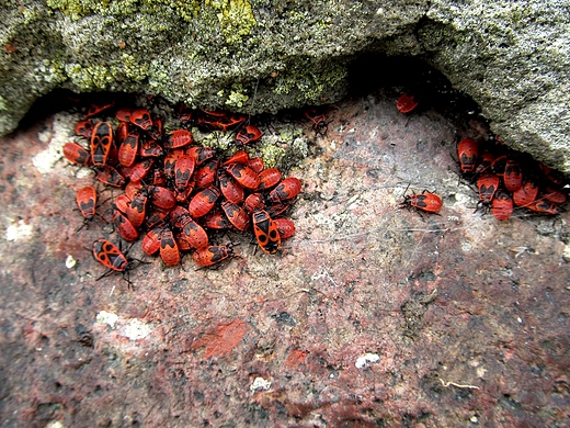 Oyrrhocoris apterus