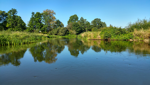 narew