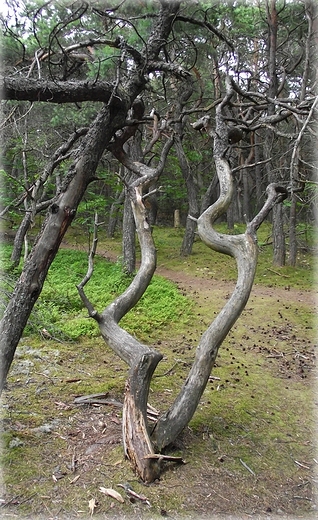 Biaogra - Obszar Natura 2000