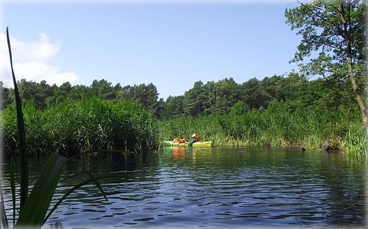 rzeka Pianica w Dbkach