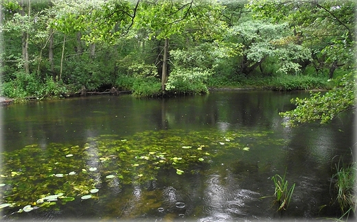 rzeka Pianica w Dbkach