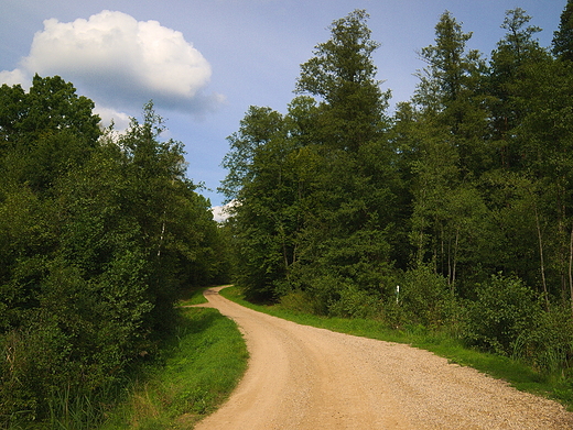 Puszcza Kozienicka