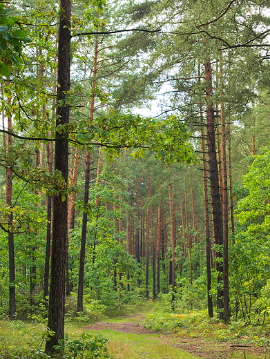 Puszcza Kozienicka