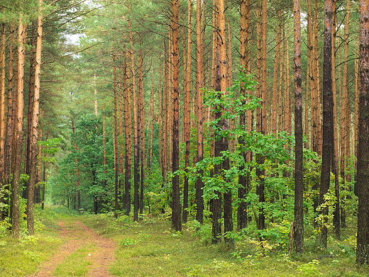 Puszcza Kozienicka