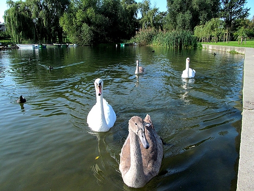 Pywaj po jeziorze