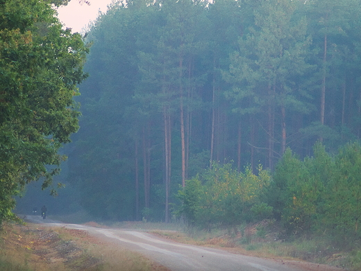 Puszcza Kozienicka