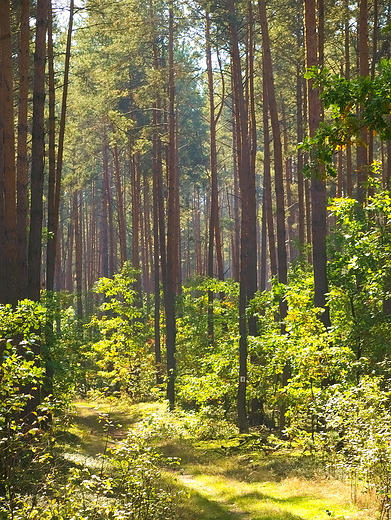 Okolica Kocioek i rezerwatu Krlewskie rdo