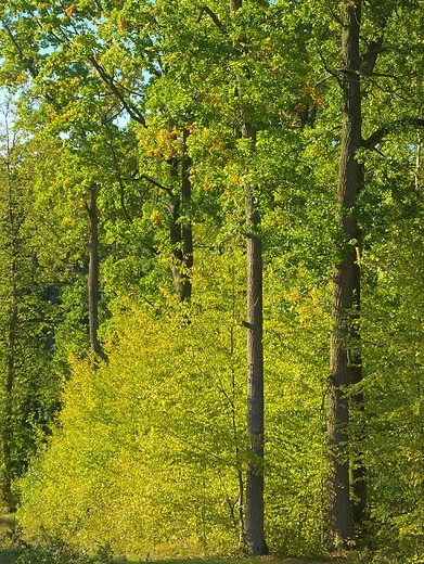 Puszcza Kozienicka