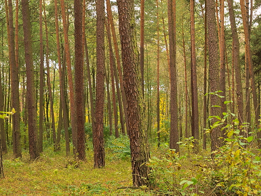 Puszcza Kozienicka