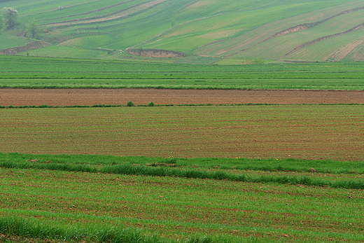 Wiosenne barwy na szerzawskich polach