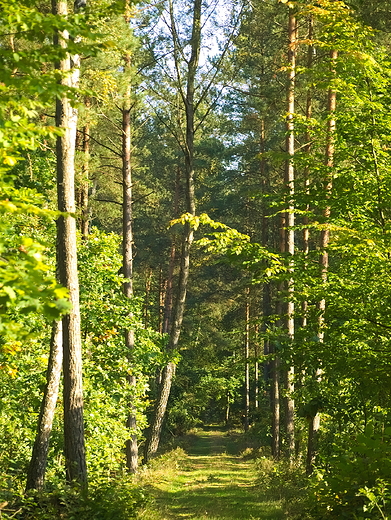 Okolica rez. Krlewskie rdo