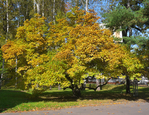 Goczałkowice Zdrój. Jesień w parku.