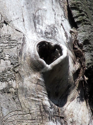 Serce w drzewie