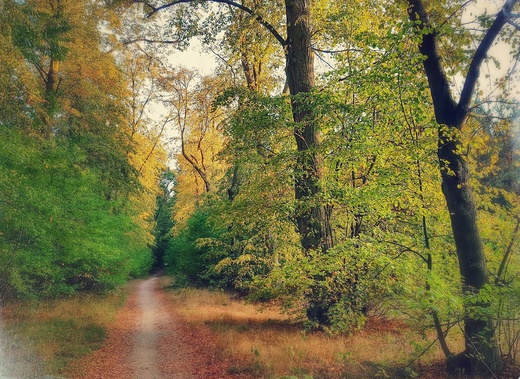 Las Młochowski w Karolinie. Okolice Warszawy