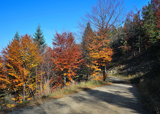 Beskid May jesieni. W drodze na Magurk.